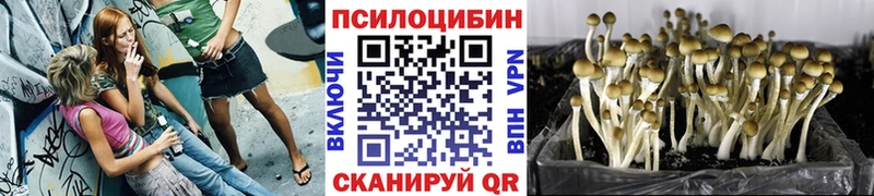 Галлюциногенные грибы Psilocybine cubensis  Реутов 